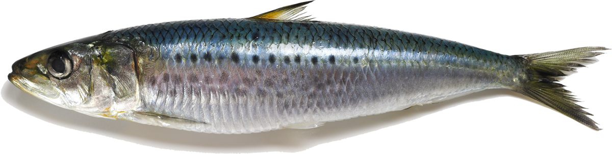 Electric Bleu Order Online